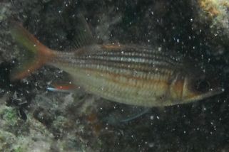 Sargocentron vexillarium - Dunkler Husar